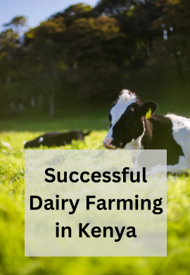 Milked to Perfection: The Enchanting World of Dairy Farming in Kenya.
